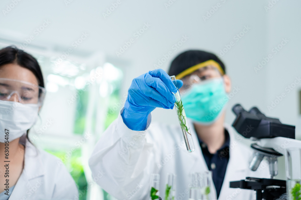 Close up of scientist is picking, working and comparing a plant or herb in test tube or glassware. Natural product and organic cosmetic health care. eco laboratory microbiology. Experiment test. Close up of scientist is picking, working and comparing a plant or herb in test tube or glassware. Natural product and organic cosmetic health care. eco laboratory microbiology. Experiment test.
