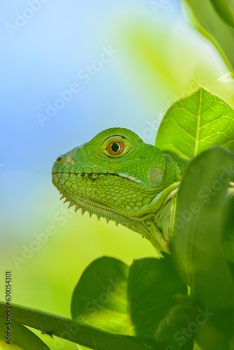 Iguana Verde