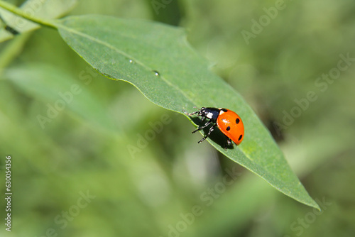 garden orach with ladybug in summer