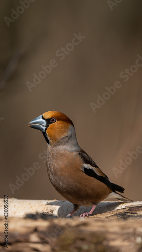 The colorful Hawfinch (Coccothraustes coccothraustes) on a branch