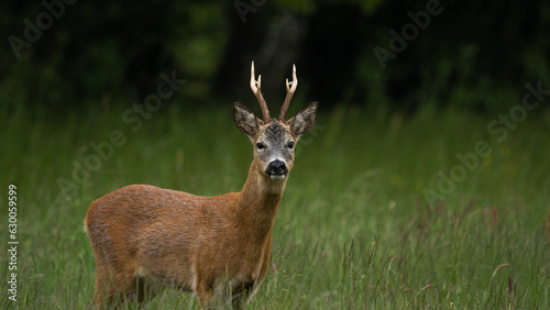 Male Roe Deer (Capreolus capreolus) with large antlers. Walks on a green meadow