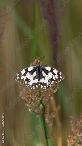 The Marbled White Butterfly (Melanargia galathea) with open wings