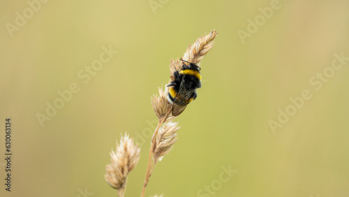Closeup on Early Bumblebee (Bombus pratorum)