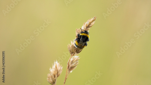Closeup on Early Bumblebee (Bombus pratorum) photo
