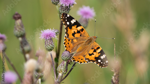 Orange Painted Lady butterfly (Vanessa Cardui) on a wild meadow flower © Mateusz