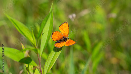 The Scarce copper (Lycaena Virgaureae) butterfly on green leaf