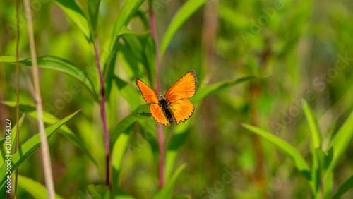 The Scarce copper (Lycaena Virgaureae) butterfly on green leaf