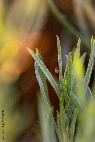 Small bug on plant in a nature