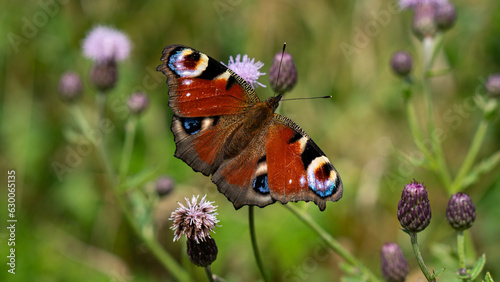 Colorful Peacock butterfly (Aglais io) sits on meadow flowers