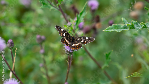 The Poplar Admiral (Limenitis populi) warms up on a plant with spread wings photo