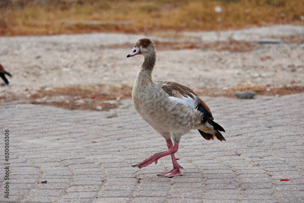 Beautiful Egyptian duck walking, photo taken in the Northern District of Israel Beautiful Egyptian duck walking, photo taken in the Northern District of Israel