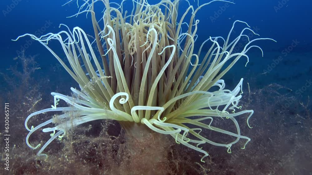 Nature underwater - Cerianthus in a deep seabed Nature underwater - Cerianthus in a deep seabed