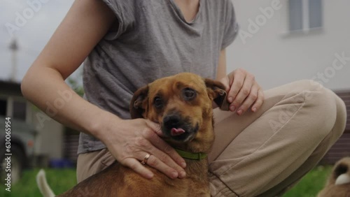 Woman hands caressing dogs. Dog breeding. Domestic animals. Animal concept. Animal care.
