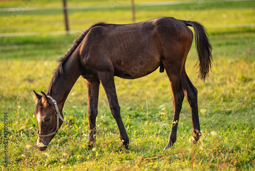Dark brown Arabian horse foal grazing over green grass field  afternoon sun shines over