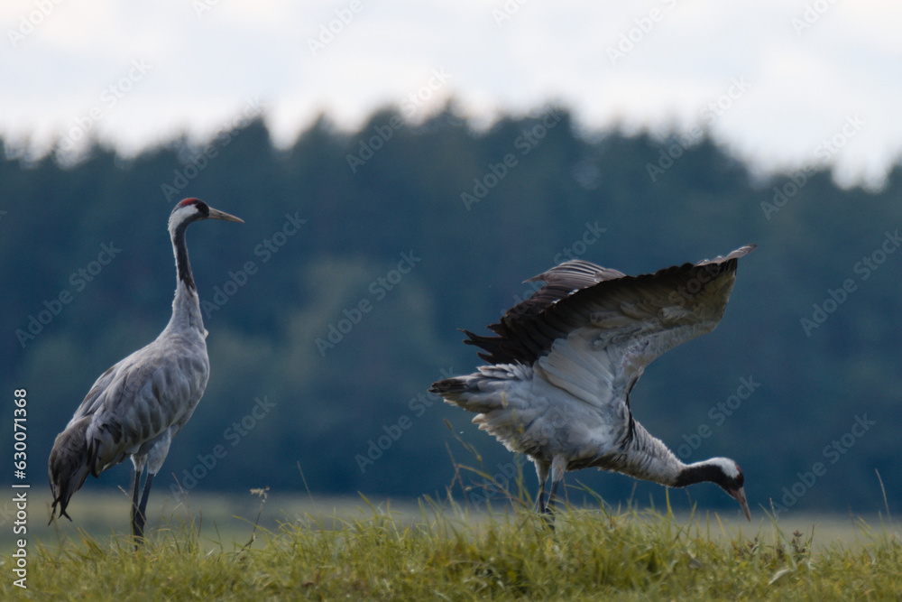 Fototapeta premium cranes in the morning