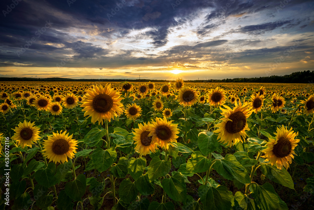 Obraz premium Beautiful sunset over sunflowers field