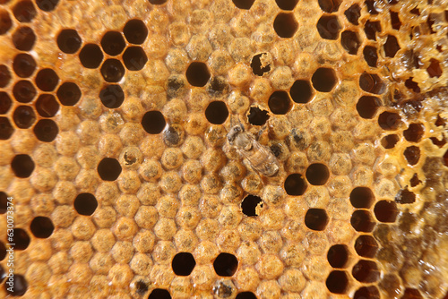 beekeeping - the brood of bees
