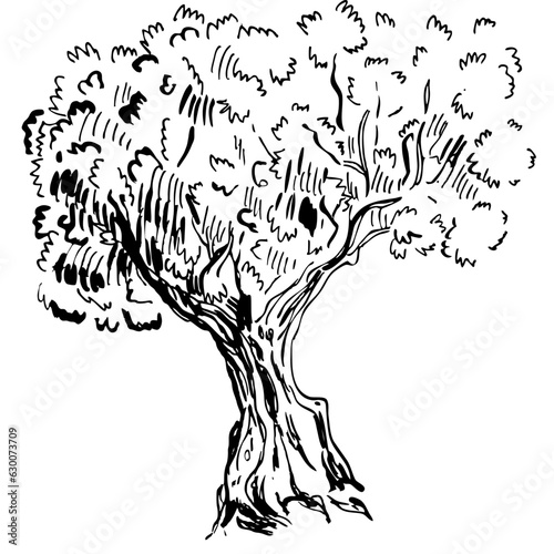 Olive tree