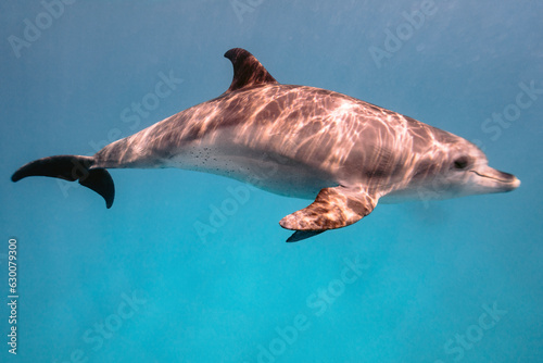 Beautiful Bottlenose Dolphin underwater in Red Sea, Hurghada, Egypt. photo