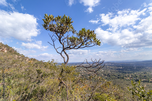 árvore pequena na Serra de Ouro Fino, cida de Brumadinho, Estado de Minas Gerais, Brasil photo