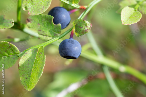 Blueberry berry.Blueberry fruits in the forest. Picking blueberries in the summer in the forest.