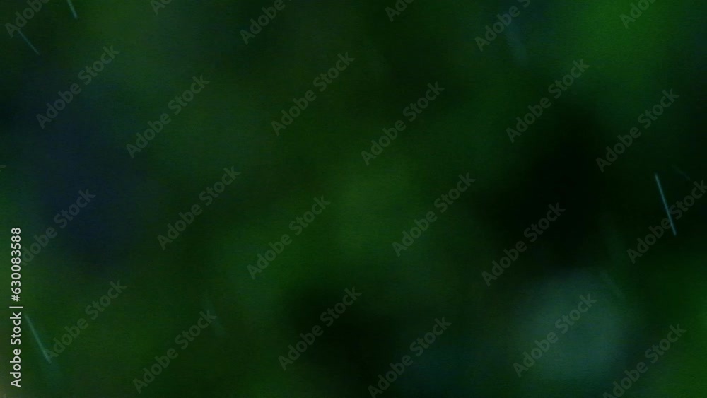 rain falling in green forest