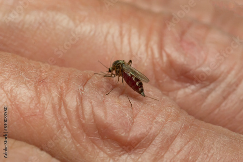 A mosquito sits on a person's arm and drinks blood.Insect pests.