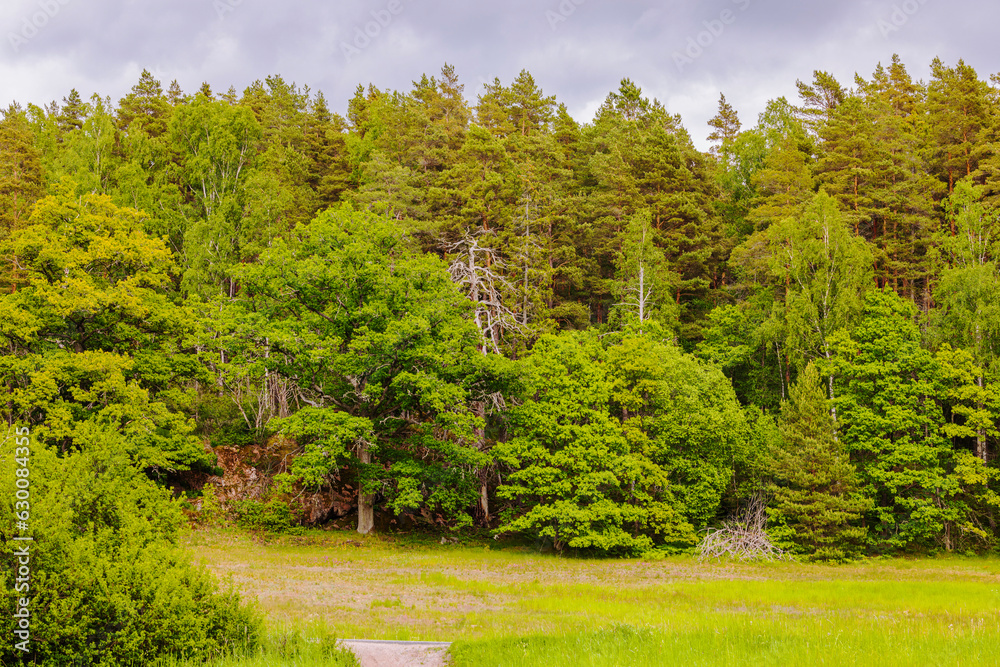 Beautiful summer view of dense pine forest on cloudy sky background. Sweden. Beautiful summer view of dense pine forest on cloudy sky background. Sweden.