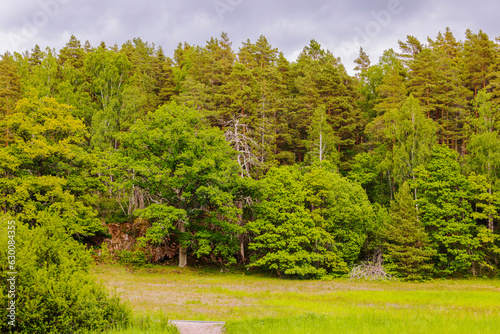 Beautiful summer view of dense pine forest on cloudy sky background. Sweden.