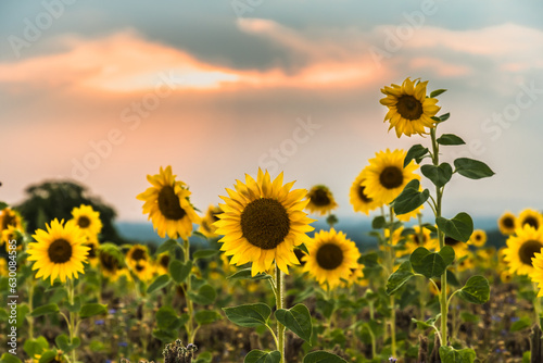 Beautiful field of blooming sunflowers on golden sunset
