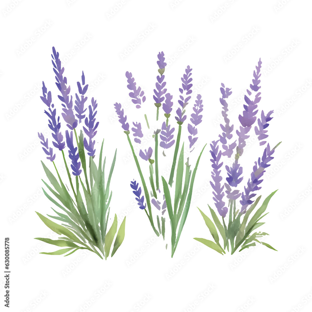 Fototapeta premium bunches of lavender watercolor on white background