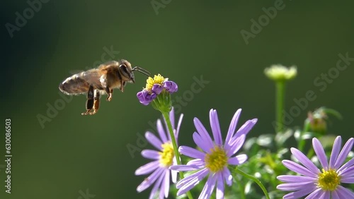 Bee flying and testing a little flower with its antennae. Slow-motion. purple violet daisy flower. Funny bee