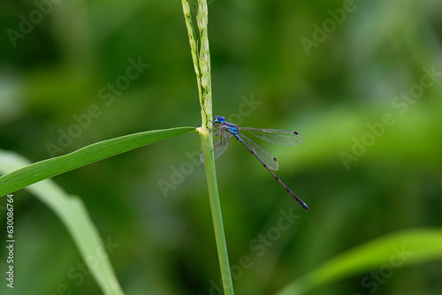 Libélula azul sobre hoja