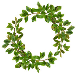Twigs with green leaves in a floral frame isolated on white or transparent background