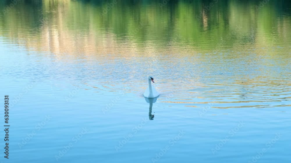 Ducks swimming in a lake Ducks swimming in a lake