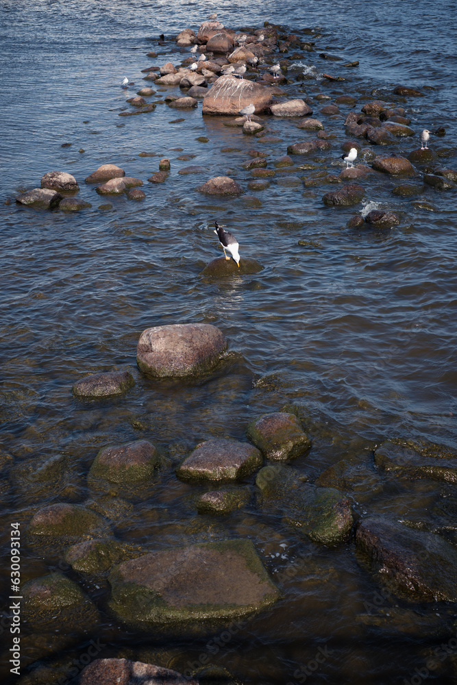 Obraz premium Seagull birds on stones in the sea.