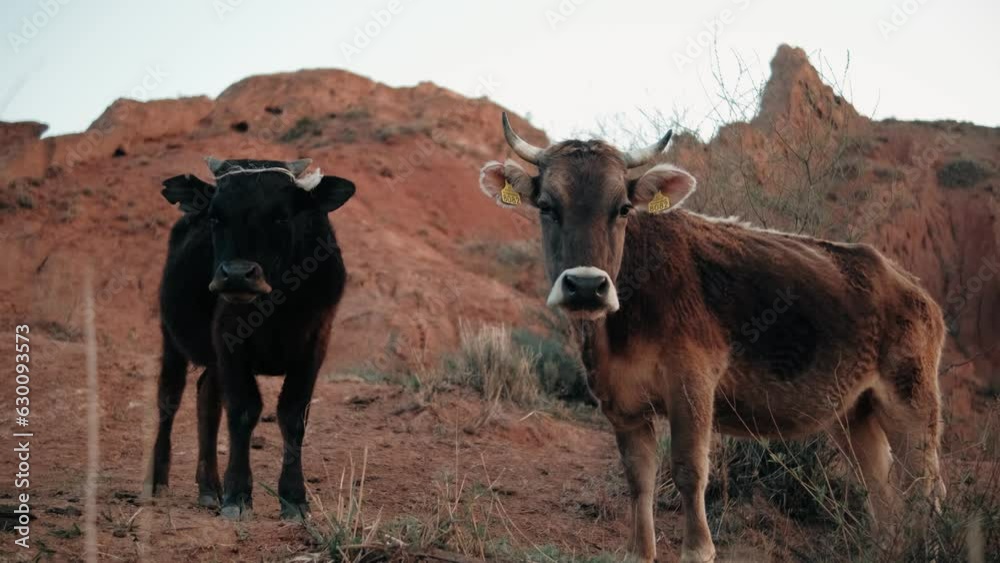 Cows grazing in high mountain landscape. concept livestock, cattle, herd, environment Cows grazing in high mountain landscape. concept livestock, cattle, herd, environment