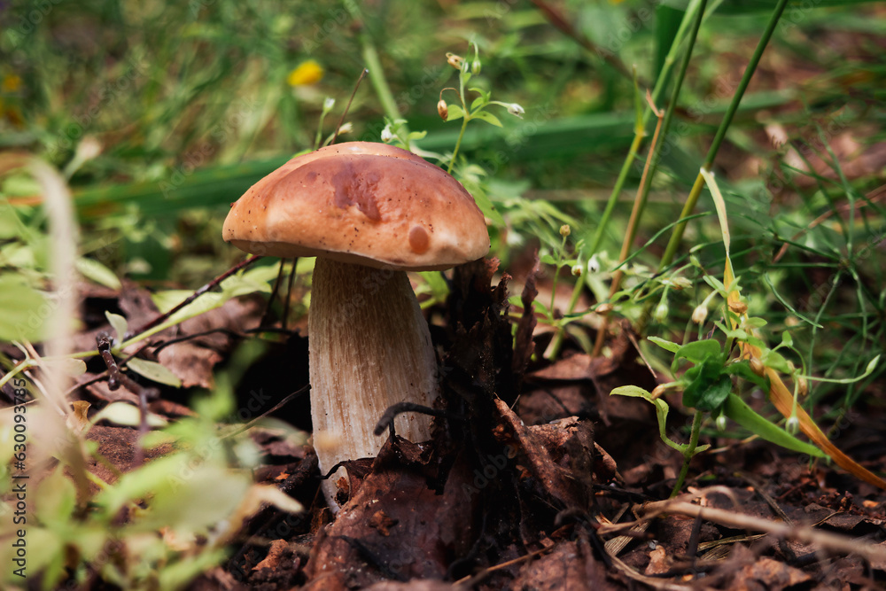 Image of boletus .Concept of mushroom picking, silent huntin Image of boletus .Concept of mushroom picking, silent huntin