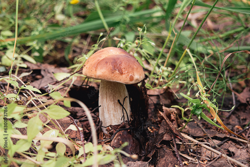 Image of boletus .Concept of mushroom picking, silent huntin Image of boletus .Concept of mushroom picking, silent huntin