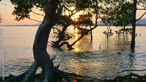 Reflections of the sun in the mangroves on the seaside of the mangroves.The mangrove's roots also create complex patterns on the surface of the water,. adding to the beauty of the scene.