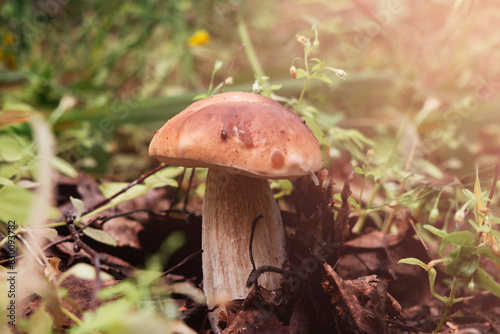 Image of boletus .Concept of mushroom picking, silent huntin