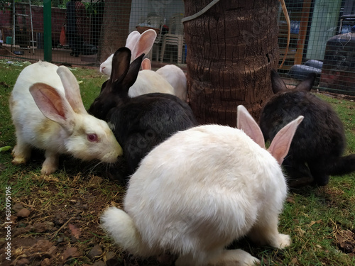 Group of white and black colored rabbits in garden, India