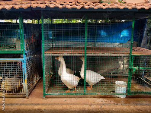Domestic white colored ducks in cage, India