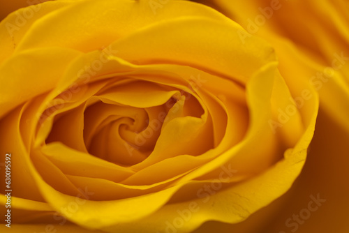 yellow rose flower © KirKam