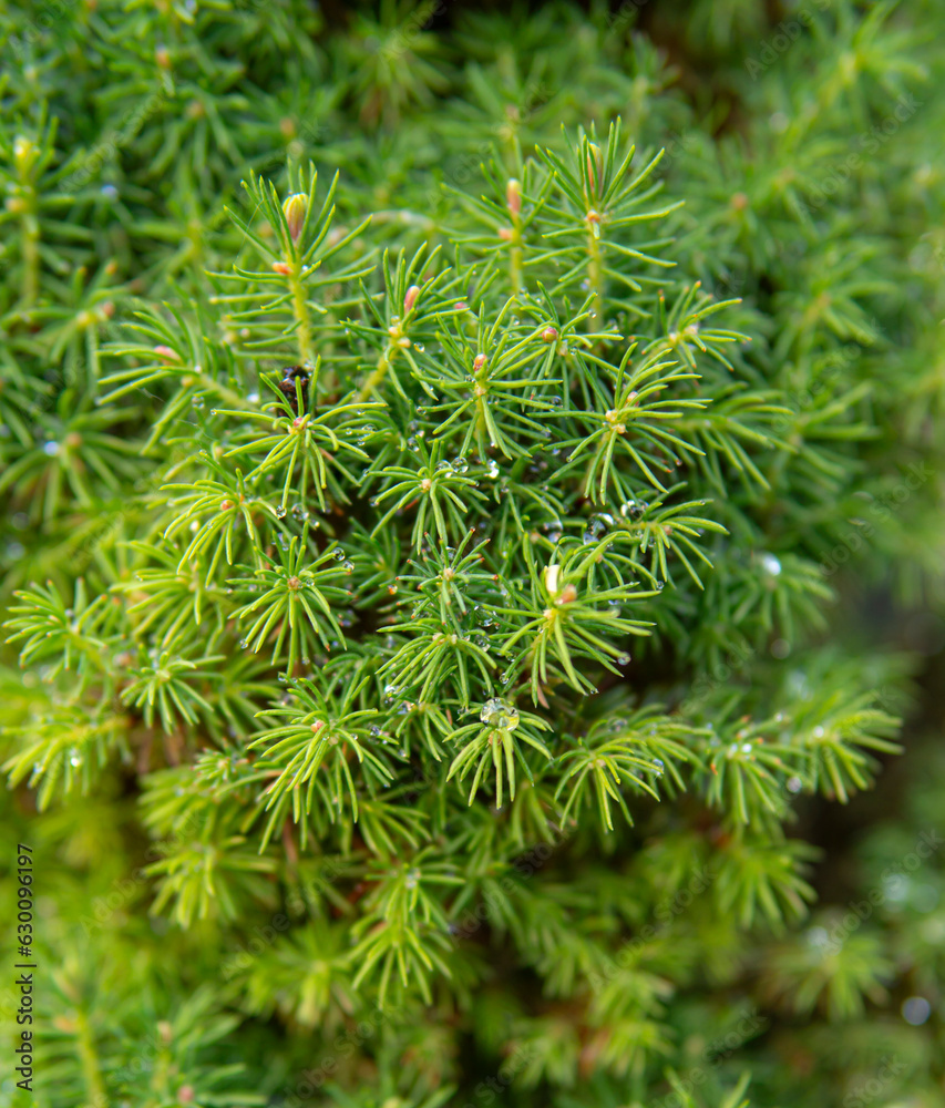 detail of rain drops on small needles of a tree detail of rain drops on small needles of a tree