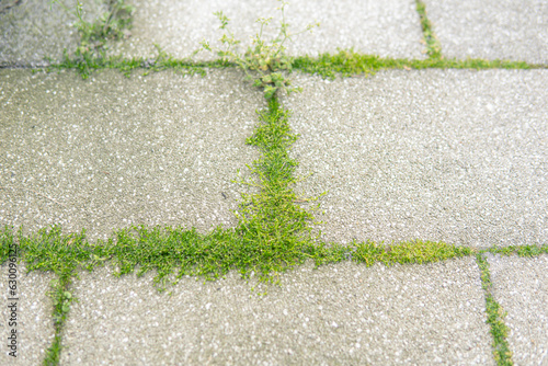 Fototapeta Naklejka Na Ścianę i Meble -  detail of small weeds growing between pieces of paving stones