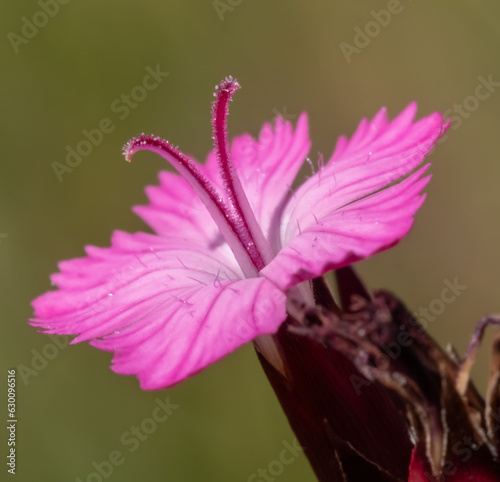 Close-up with dianthus carthusianorum  flowers on a defocused natural green  background.  photo