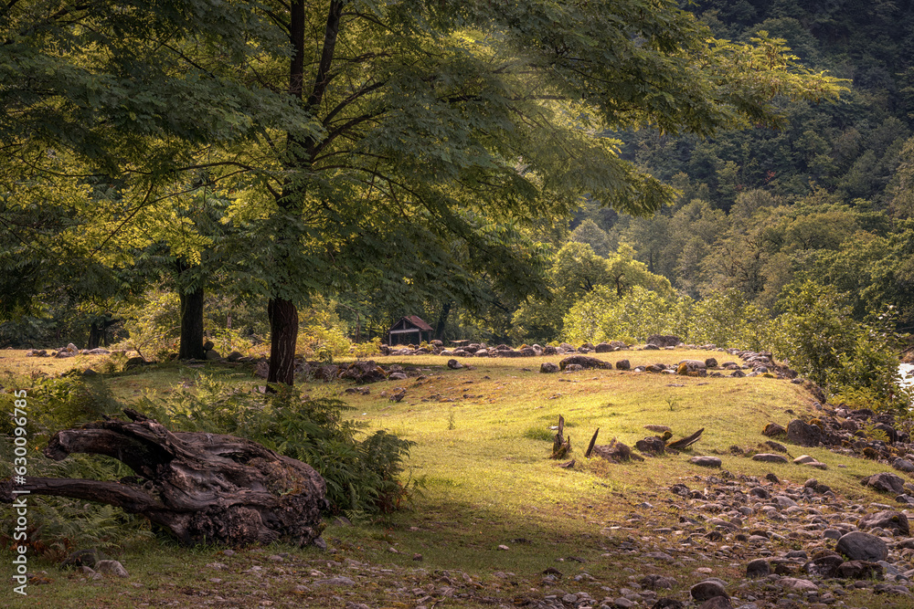 Fototapeta premium Hazel on the bank of the mountain Machakhlitskali river