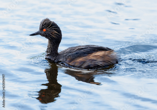 The red eyed Black-necked grebe swimming in a lake at RSPB St Aidan's photo