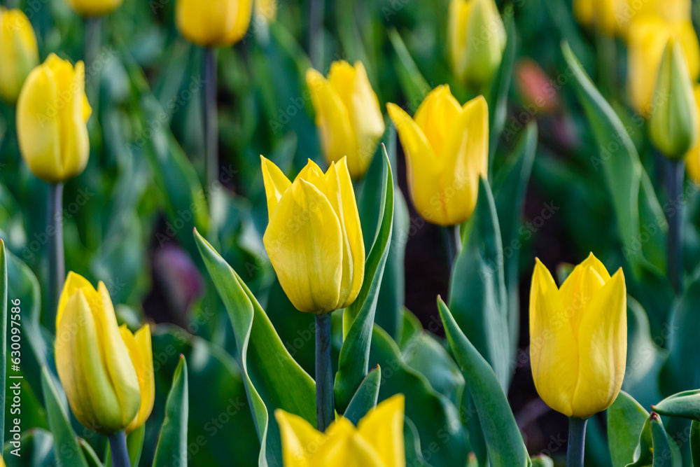 Obraz premium Blooming tulips in flower bed at the city park
